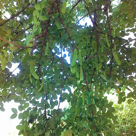 La Carruba Ντιάνο Μαρίνα