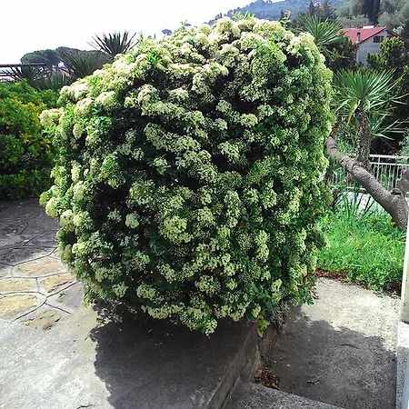 Ξενοδοχείο με διαμερίσματα La Carruba Ντιάνο Μαρίνα