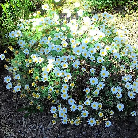 Aparthotel La Carruba 3*