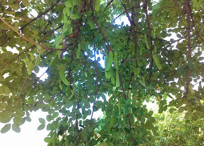 拉卡鲁巴公寓式酒店 迪亚诺马里纳